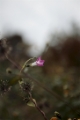 「植物の仲間」のサムネイル画像