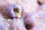 「カンザシヤドカリ(Coral Hermit Crab)」のサムネイル画像