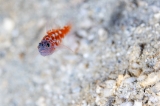 「チゴベニハゼ(Red Pygmy-goby)」のサムネイル画像