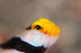 「ネジリンボウ(Yellownose shrimp goby)」のサムネイル画像