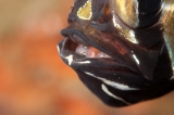 「アマノガワテンジクダイ(バンガイ・カーディナルフィッシュ,banggai cardinalfish)」のサムネイル画像