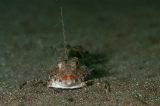 「イッポンテグリ(Fingered Dragonet)」のサムネイル画像