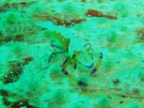 「ウミウシカクレエビ(Imperial partner shrimp)」のサムネイル画像