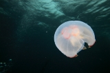 「ミズクラゲ(Moon Jelly)」のサムネイル画像
