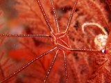 「オルトマンワラエビ(Ortmann's spider-crab)」のサムネイル画像