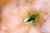 「カンザシヤドカリ(Coral Hermit Crab)」のサムネイル画像