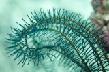 「ウミシダの仲間(sea feather)」のサムネイル画像