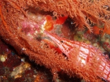 「クダゴンベ(longnose hawkfish)」のサムネイル画像