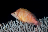 「オキゴンベ(yellow hawkfish)」のサムネイル画像