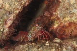 「サンゴサラサエビ」のサムネイル画像