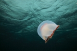 「ミズクラゲ(Moon Jelly)」のサムネイル画像