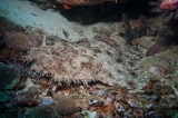 「アラフラオオセ(Tasselled Wobbegong,タッセルド・ウォビゴン)」のサムネイル画像