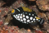 「モンガラカワハギ」のサムネイル画像