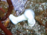 「謎生物」のサムネイル画像