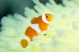 「カクレクマノミ(Western Clown Anemonefish)」のサムネイル画像