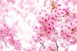 「ヨコハマヒザクラ(横浜緋桜)」のサムネイル画像