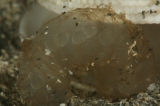 「ジンドウイカの卵塊」のサムネイル画像