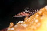 「クダゴンベ(longnose hawkfish)」のサムネイル画像