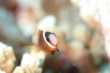 「ダスキー アネモネフィッシュ(レッドアンドブラックアネモネフィッシュ,Red and black anemonefish,dusky anemonefish)」のサムネイル画像