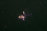 「ホソスジマンジュウイシモチ(polka-dot cardinalfish)」のサムネイル画像