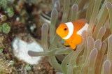「カクレクマノミ(Western Clown Anemonefish)」のサムネイル画像