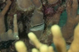 「smith's fangblenny(スミスズファングブレニー)」のサムネイル画像
