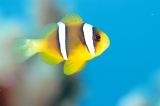 「オレンジフィン アネモネフィッシュ(orange-fin anemonefish)」のサムネイル画像