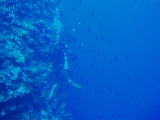 「水中撮影中のダイバー」のサムネイル画像