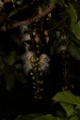 「サガリバナ(下り花)」のサムネイル画像
