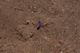 「バイオレットボクサーシュリンプ(Blue boxer shrimp)」のサムネイル画像