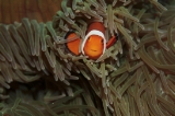 「カクレクマノミ(Western Clown Anemonefish)」のサムネイル画像