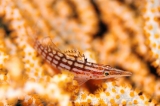 「クダゴンベ(longnose hawkfish)」のサムネイル画像