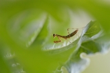 「カマキリ」のサムネイル画像