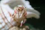 「カザリサンゴヤドカリ」のサムネイル画像