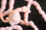 「ピグミーシーホース(Pygmy Seahorse)」のサムネイル画像