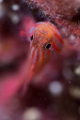 「レッドラインピグミーゴビー(Stripehead dwarfgoby,redline pygmy-goby)」のサムネイル画像