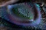 「ヒメシャコガイ」のサムネイル画像