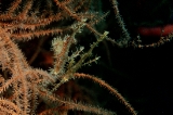 「ニシキフウライウオ(Ghost pipe fish)」のサムネイル画像