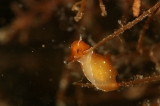 「ウミウシの仲間」のサムネイル画像