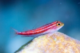 「タテジマヘビギンポ(Tropical striped triplefin)」のサムネイル画像