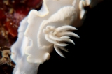 「シロタエイロウミウシ」のサムネイル画像