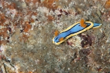 「シボリイロウミウシ」のサムネイル画像