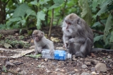 「サル」のサムネイル画像