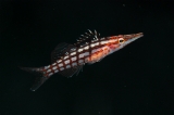 「クダゴンベ(longnose hawkfish)」のサムネイル画像