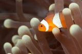 「カクレクマノミ(Western Clown Anemonefish)」のサムネイル画像