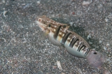 「サラサハゼ(White-barred Goby)」のサムネイル画像