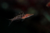 「クダゴンベ(longnose hawkfish)」のサムネイル画像