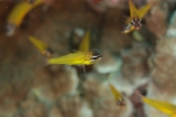 「yellow cardinalfish(イエローカーディナルフィッシュ)」のサムネイル画像