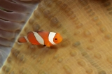 「カクレクマノミ(Western Clown Anemonefish)」のサムネイル画像