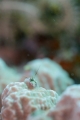 「カンザシヤドカリ(Coral Hermit Crab)」のサムネイル画像